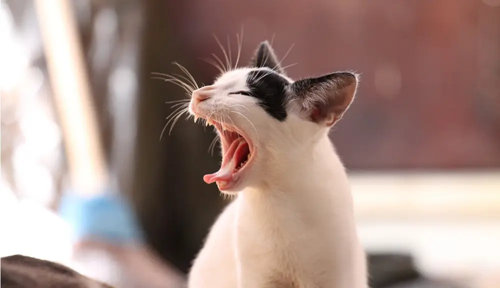 Schlechten Atem, Ursachen und Mundgeruch bei Katzen erkennen und behandeln