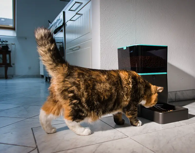 Katzenfutterspender - Unsere Favoriten unter allen analysierten Katzenfutterspender