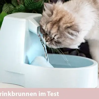 Trinkbrunnen für Katzen im Test