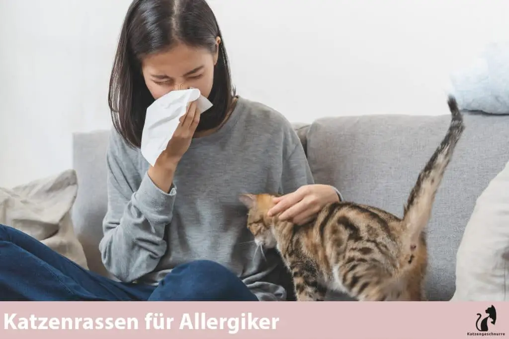 Diese Katzenrassen eignen sich für Allergiker