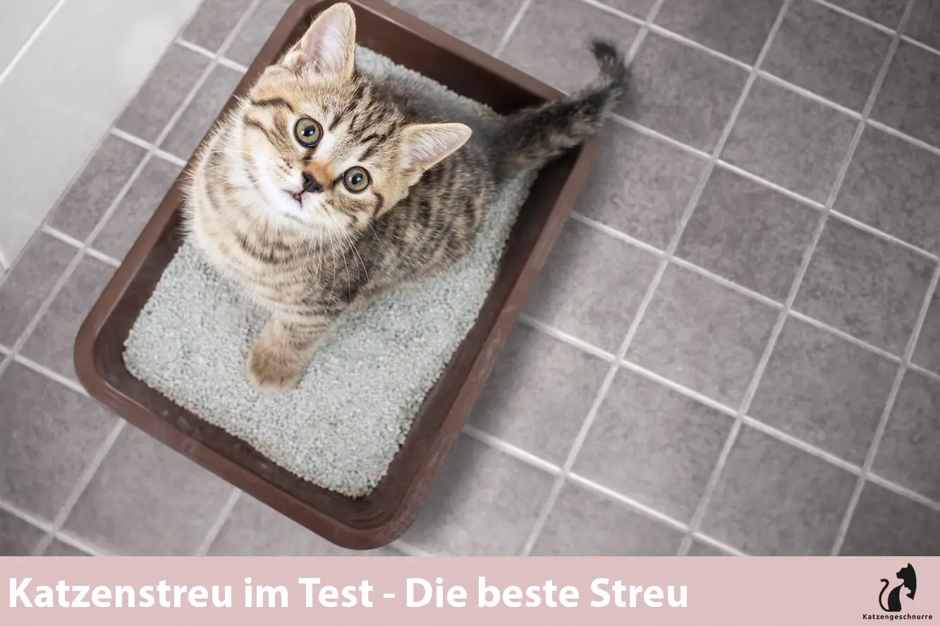 Katzenstreu Test Die Besten Streu 2021 Fur Deine Katze