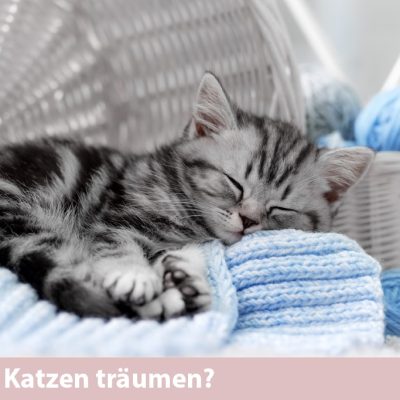 Träumen Katzen im Schlaf?
