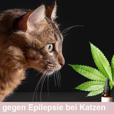 CBD Öl gegen Epilepie bei der Katze