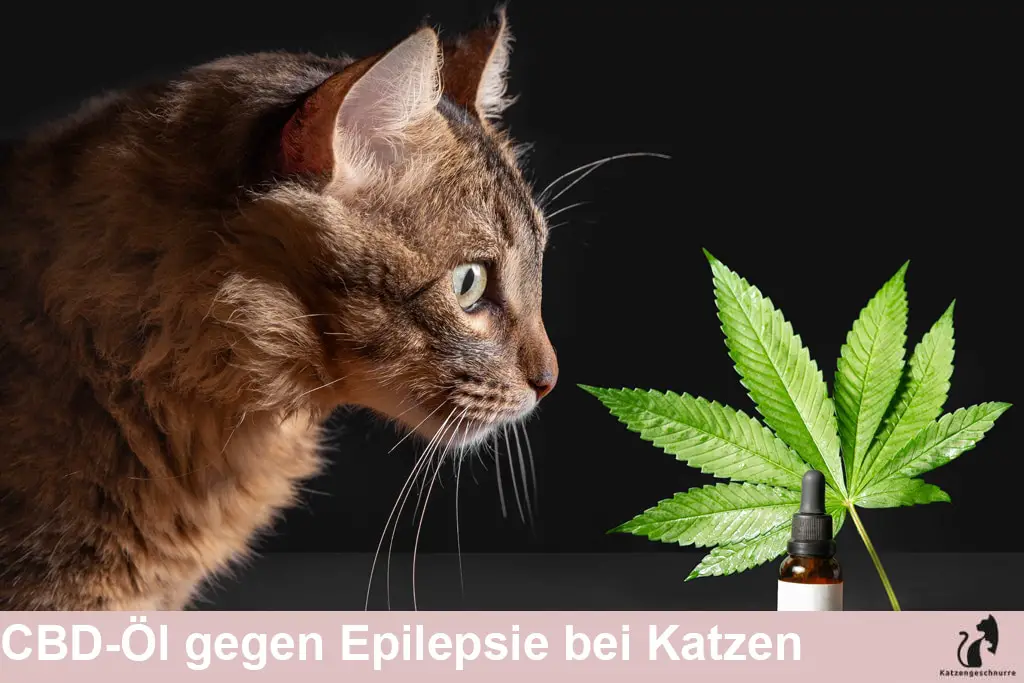 CBD Öl gegen Epilepie bei der Katze