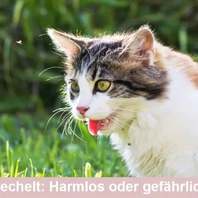 Katze hechelt - Harmlos oder gefährlich?