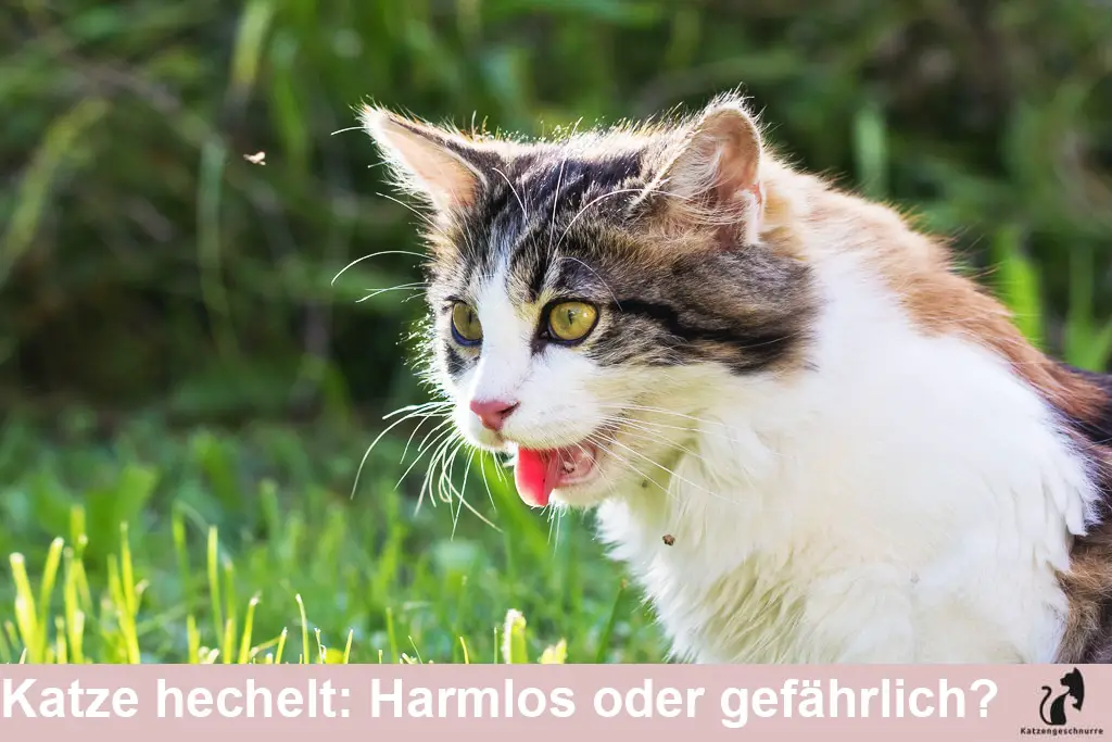 Katze hechelt - Harmlos oder gefährlich?