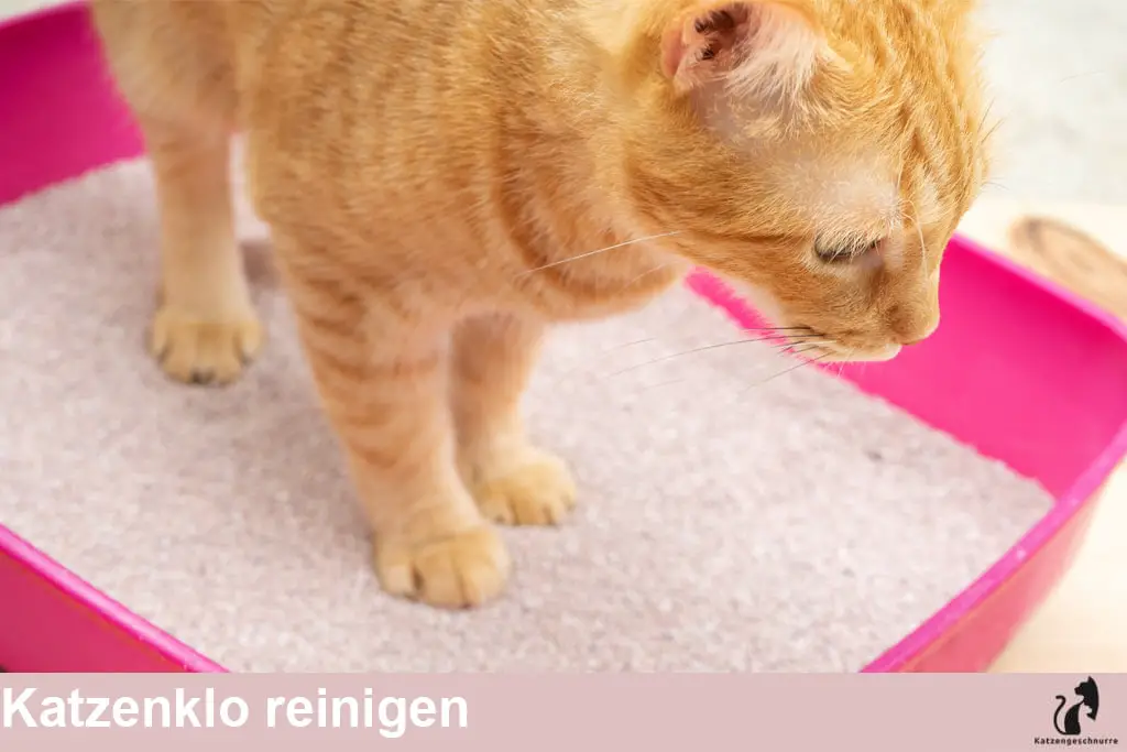 Katzenklo reinigen - Wie reinigt man die Katzentoilette richtig?