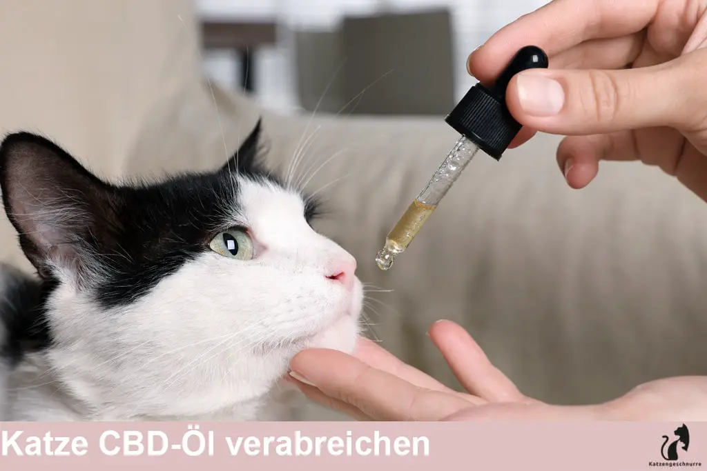 Wie verabreicht man einer Katze CBD Öl?