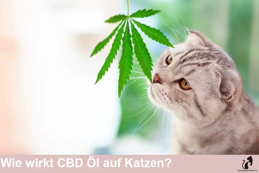 Wie wirkt CBD Öl auf Katzen?