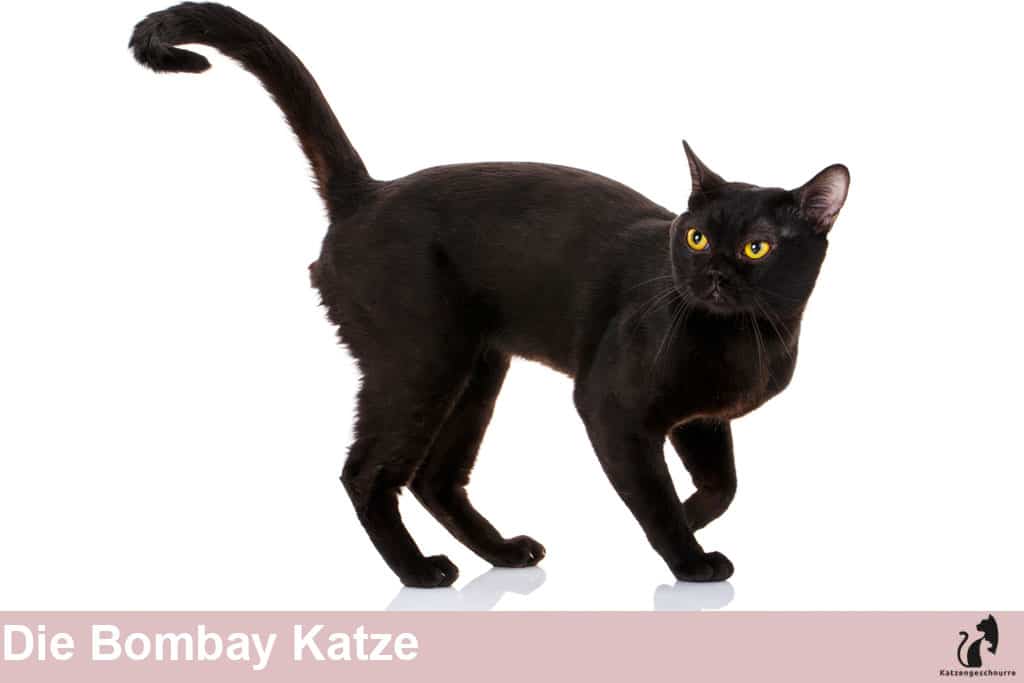 Bombay Katze